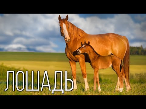 Видео: История Появления Лошади: Интересные факты про лошадей
