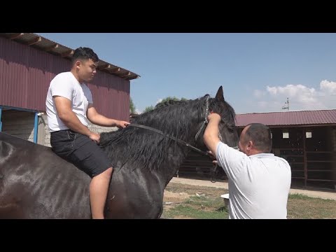 Видео: Көкпарға салар ат қандай болуы керек?