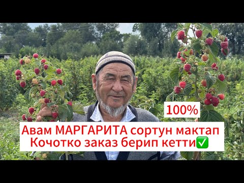 Видео: Малина МАРГАРИТА✅ Авам айткандай акылын болсо Маргарита сортун тиккиле🤚🏻 #бишкек #ош #кыргызстан