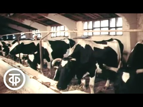 Видео: Об опыте перевода сельского хозяйства Нечерноземья на промышленную основу (1982)