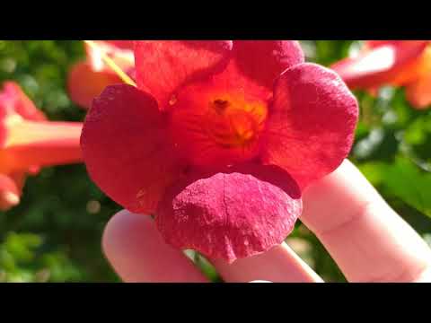 Видео: Размножение сортового КАМПСИСА черенками, который поросль не даёт 🌱👈