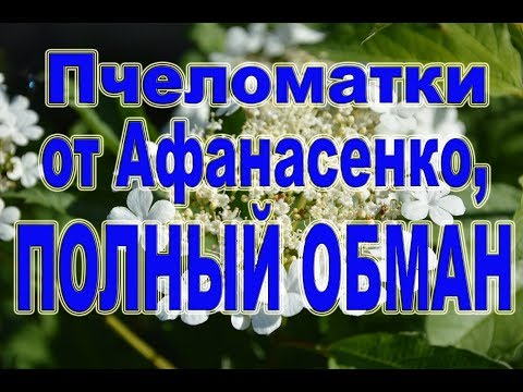 Видео: Пчеломатки от Афанасенко - каких маток мы покупаем.