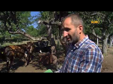 Видео: Здрави български корени