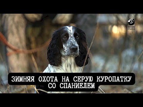Видео: Зимняя охота на серую куропатку со спаниелем // Спутники охотника // Серия 3