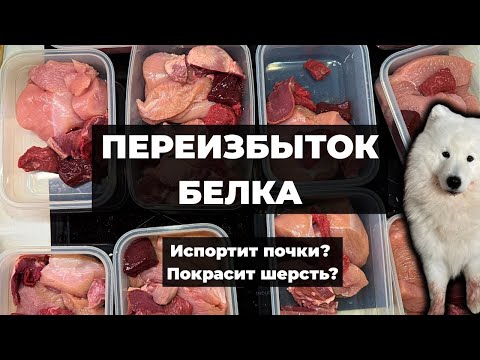 Видео: Переизбыток белка: посадит почки и покрасит шерсть? А если нет?