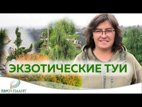 Видео: Экзотические сорта туи западной.