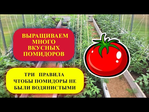 Видео: 5 часть. Три несложных правила и помидоры не будут водянистыми