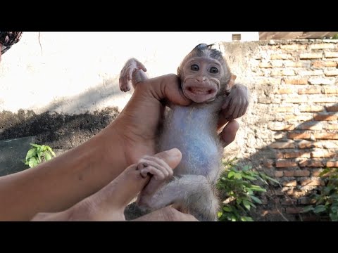 Видео: КРИЧИТЕ! МАЛЕНЬКАЯ ОБЕЗЬЯНКА ЛЮСИ ВЫГЛЯДИТ ТАК, КАК БУДТО ВИДЕЛА ДЬЯВОЛА!