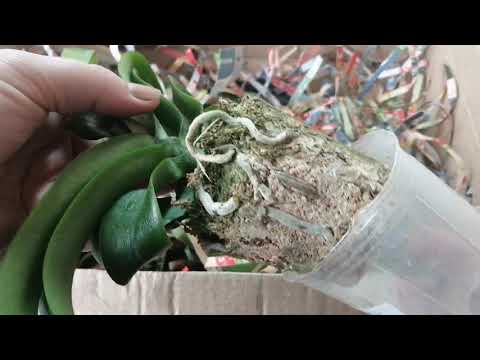 Видео: Новинки орхидей в моей коллекции! Снова посылочка от Оксаны!