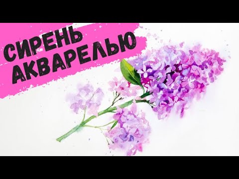 Видео: Рисуем акварелью: Сирень — kalachevaschool.ru