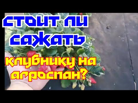 Видео: "КАК ВЫГЛЯДИТ АГРОСПАН ПОСЛЕ ДВУХ ЛЕТ ИСПОЛЬЗОВАНИЯ НА КЛУБНИКЕ!