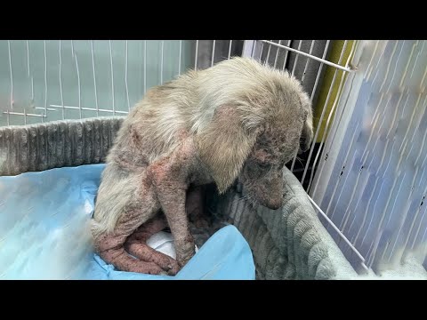 Видео: Испуганная собака: «Пожалуйста, не трогайте меня», покрытая чешуёй, рухнула на горячий асфальт