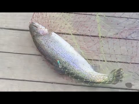 Видео: Форель на тэйл спиннер. Возможно ли?