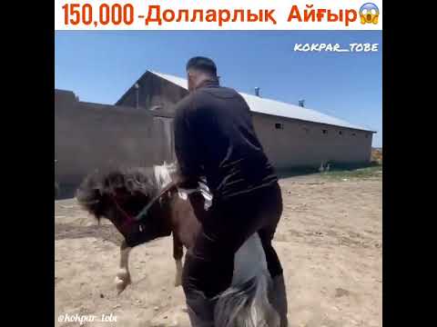 Видео: Лошадь Ат Жылкы От 🐎 😍