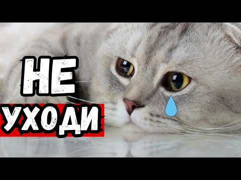 Видео: 9 Признаков, что ваша кошка страдает от одиночества — не игнорируйте эти сигналы!