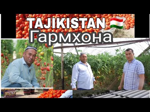 Видео: Кушониён Бофанда Гармхонаи замонавӣ памидори Замира F1 ZAMIRA F1 HAZERA тавсия деҳқон.