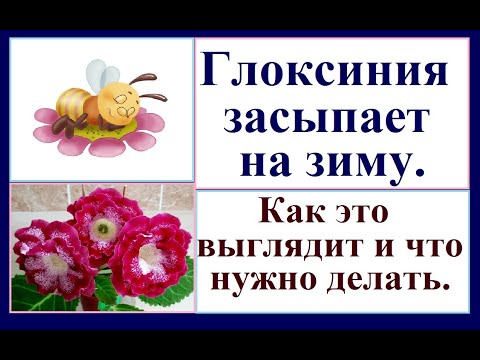 Видео: Глоксиния засыпает. Как это выглядит и что делать в этот период.