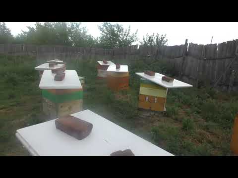 Видео: Как дела на пасеке