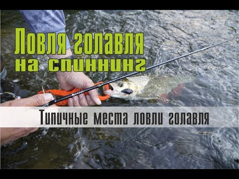 Видео: Ловля голавля на спиннинг. Типичные места ловли голавля на малых и средних реках.