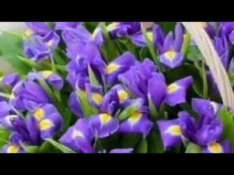 Видео: Тогжан Муратова - Я увидела тебя изменилась жизнь моя - клип радуют сердце, душу