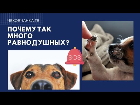 Видео: Стаи бродячих собак? Но 2 женщины с ними справляются!