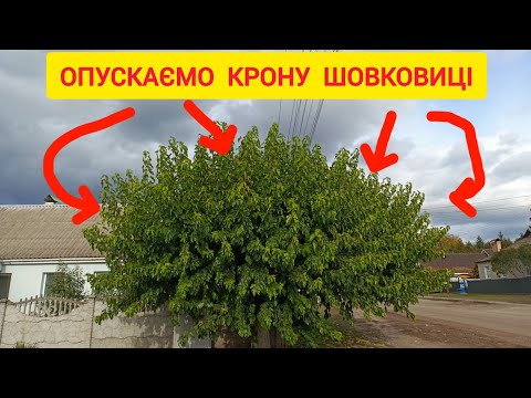 Видео: ШОВКОВИЦЯ - як понизити крону. Обрізка - простий спосіб