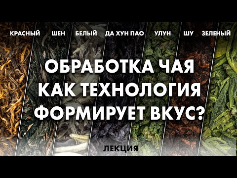 Видео: Почему чай разный? Технология производства китайского чая | Art of Tea + Елена Иванова