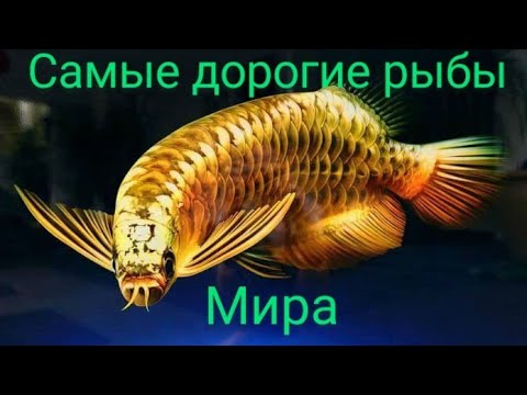 Видео: Рыбы стоимостью 8 миллионов 💲. Самые дорогие рыбы Мира.