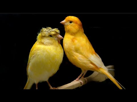 Видео: Қора қамиш КАНАРЕЙКА КУШ БОЗОРИ