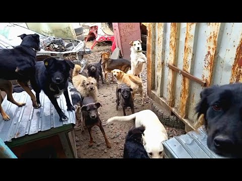 Видео: Приют, много собачек, и немножко работы! 17 часть БДФ о строительстве навеса в приюте для животных!