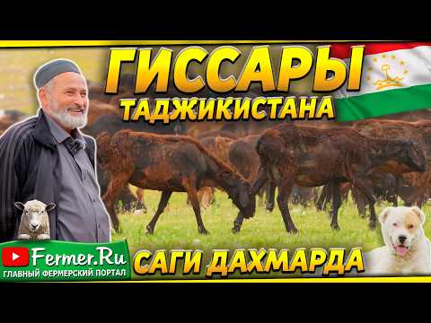 Видео: Настоящие гиссарские овцы Хаджи Сафара. Более 30 лет опыта в разведении гиссарской породы овец.