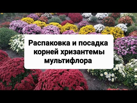 Видео: Хризантема мульльтифлора. Распаковка корней хризантемы.#хризантема мультифлора