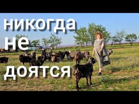 Видео: 32 пуховых КОЗЫ, самое выгодное животное. Летний выгул