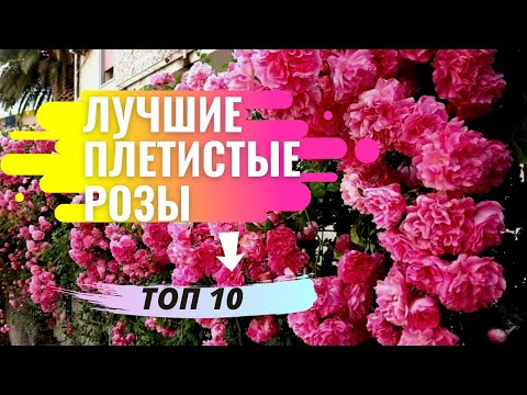 Видео: Лучшие сорта плетистых роз Клаймберов. Топ 10. Говорим о плюсах и минусах каждого сорта.