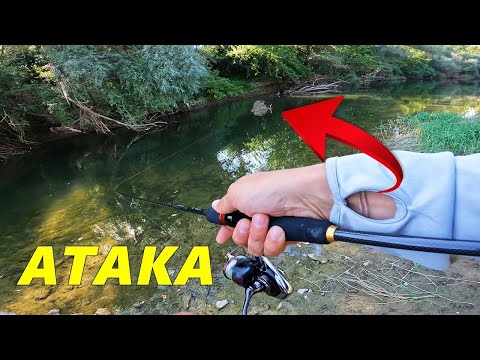 Видео: Ненормални РАСПЕРИ АТАКУВАТ в КРАКАТА ми- МОНТАЖ за РИБОЛОВ на ХИЩНИ РИБИ на РЕКА - ХВАНАХ БЯЛА РИБА
