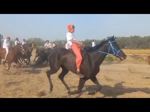 Видео: АЛАМАН бәйге 26 км Д.Қонаев атамыздың 110 жылдығына арналған. Алматы ипподром 18.09.2022 жыл