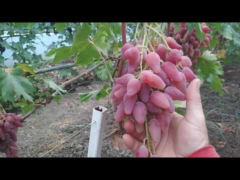 Видео: 10. 08.21. Виноград на рынок.