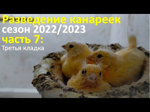 Видео: Зимнее разведение канареек. Часть 7: вылет птенцов и третья кладка