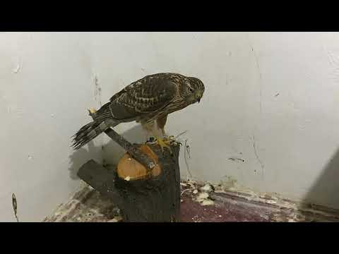 Видео: Канаттуулардын Ажалы келди 😱 Чуйлу жана Уку келди 