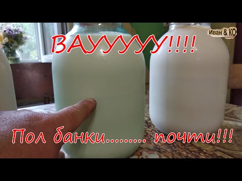 Видео: Сколько сливок у Джерсейской коровы? Факт!