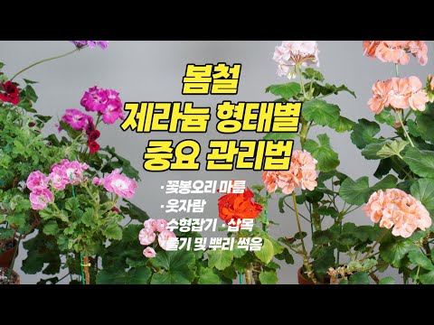 Видео: Важные способы ухода за каждым видом герани весной - Садоводство #пеларгония