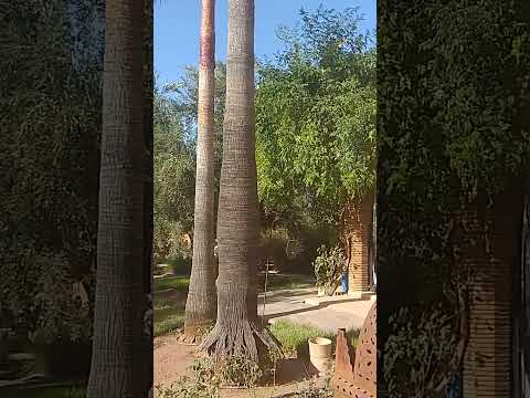 Видео: Вечеринка в Марокко . День третий..