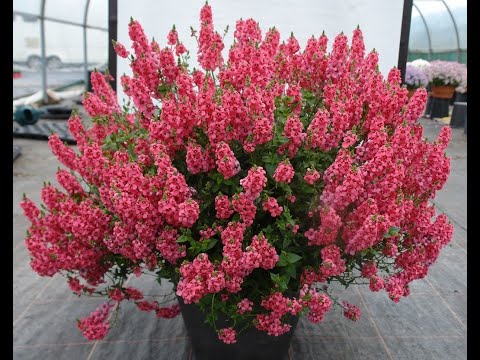 Видео: Диасция. Как продлить цветение.