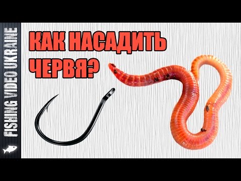 Видео: Как насадить червя на крючок | 1080p