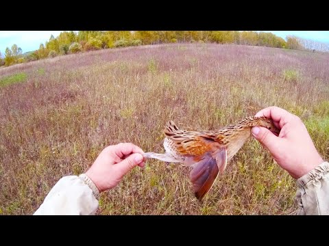 Видео: Ходовая охота с дратхааром. Хитрая дичь прячется под ногами у собаки.