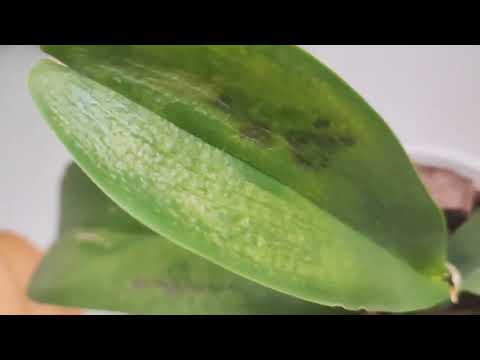 Видео: ЭТО С орхидеями делает жара и духота...отсутствие циркуляции воздуха