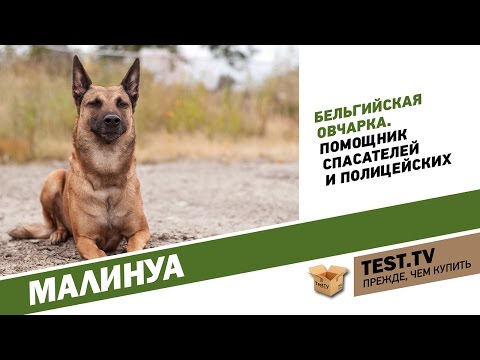 Видео: TEST.TV: Все для животных. Малинуа не диванная собака.