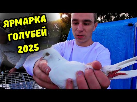Видео: Большая Ярмарка - Выставка Голубей и другой Живности Полтавского Клуба Голубеводов "СКИФ" с. Мачухи