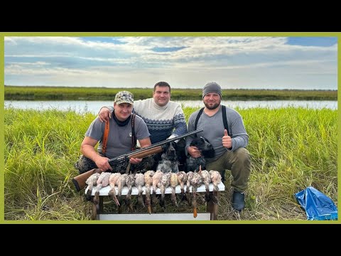 Видео: Охота на утку с русским охотничьим спаниелем. Первые подачи.