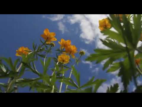 Видео: Михаил Алексеев - Бааллар этэ сырдык алааспар